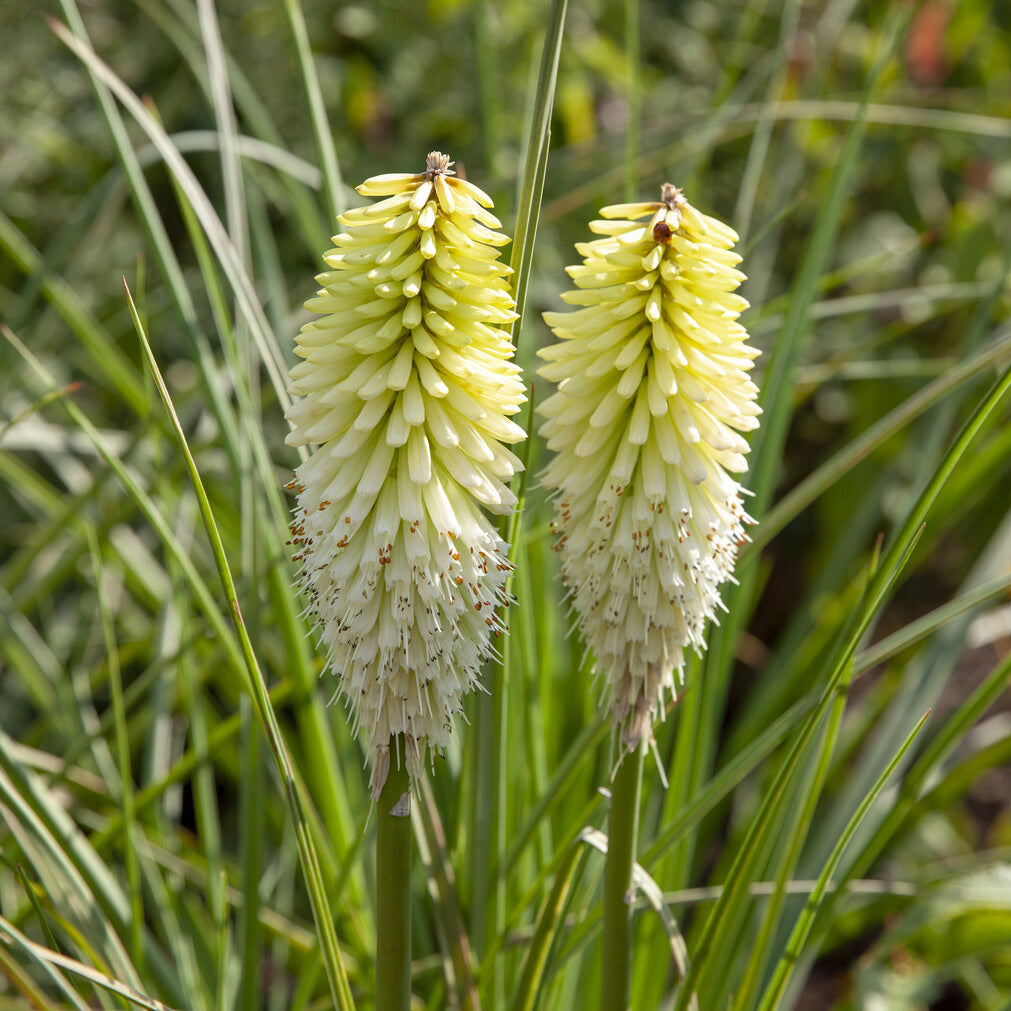 Stauden - Tritoma Ice Queen - Kniphofia Ice Queen