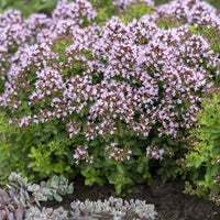 Oregano Compact (x3) - Origanum vulgare Compactum - Bakker