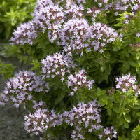 Oregano Compact (x3) - Bakker