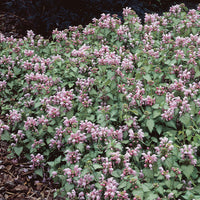Geflecktes Lametta Roseum (x3) - Lamium maculatum Roseum - Bakker