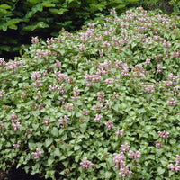 Stauden - Geflecktes Lametta Roseum (x3) - Lamium maculatum Roseum