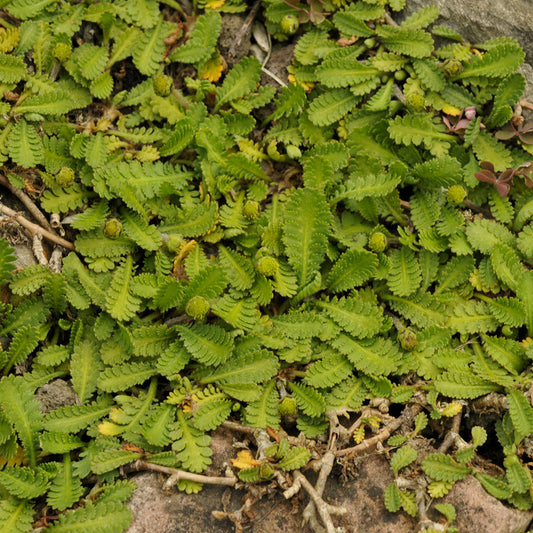 Zweifarbige Cotule Minima Zwerg-Cotule - Bakker