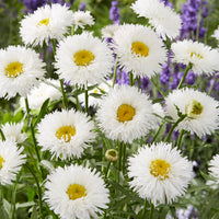 Leucanthemum superbum laspider - Großblumige Margerite Laspider - Leucanthemum - Margerite