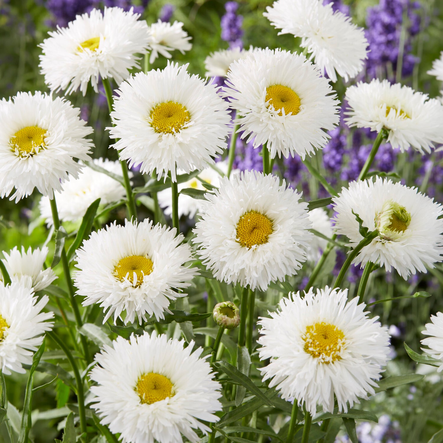 Leucanthemum superbum laspider - Großblumige Margerite Laspider - Leucanthemum - Margerite