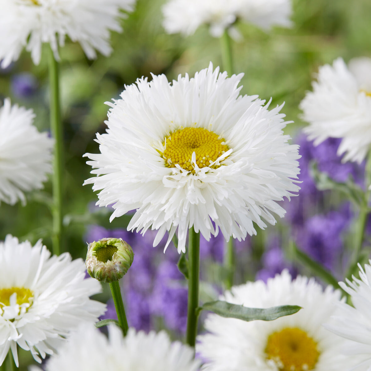 Großblumige Margerite Laspider - Leucanthemum superbum laspider - Bakker