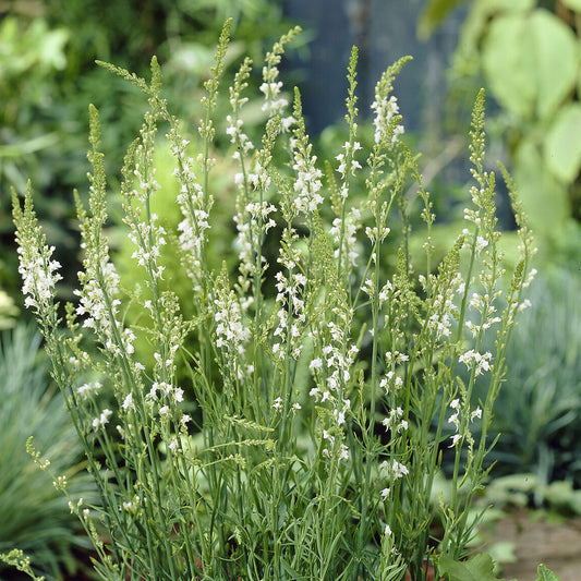Leinkraut ‘Springside White’ - Bakker