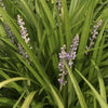 Liriope spicata - Bakker