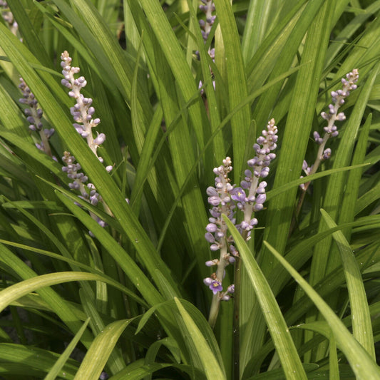 Liriope spicata - Bakker
