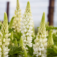 Lupinen Gallery Weiß (x3) - Lupinus Gallery White - Bakker