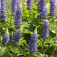 Lupinus The Governor - Lupinen Der Gouverneur (x3) - Lupine