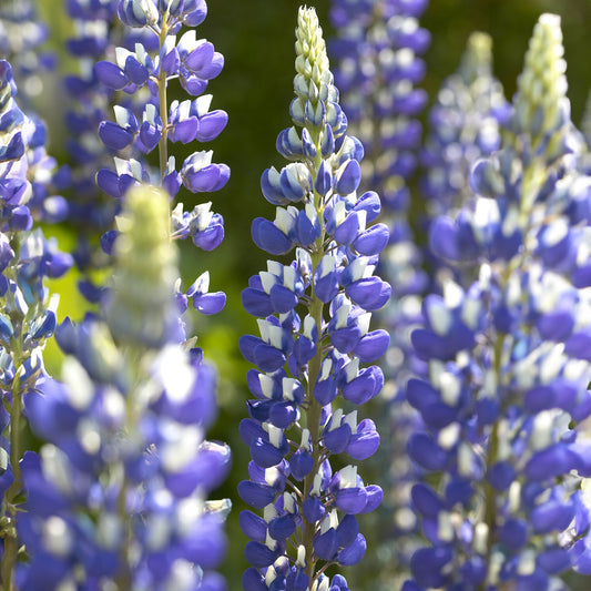 Lupinen Der Gouverneur (x3)