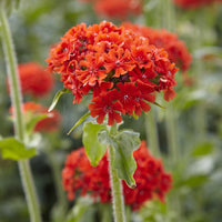 Stauden - Jerusalemkreuz Morgenrot (x3) - Lychnis chalcedonica