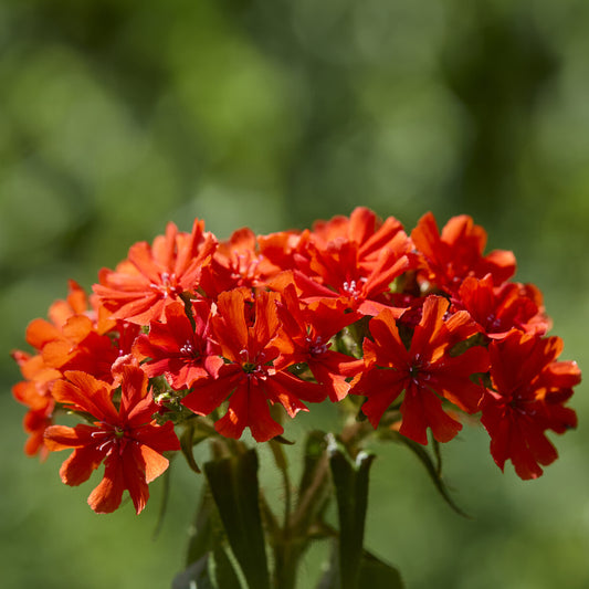 Jerusalemkreuz Morgenrot (x3)