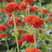 Verkauf Jerusalemkreuz Morgenrot (x3) - Lychnis chalcedonica