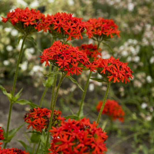 Brennende Liebe - Lychnis chalcedonica - Bakker