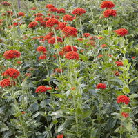 Lychnis chalcedonica - Jerusalemkreuz Morgenrot (x3) - Stauden