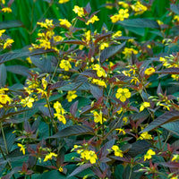 Lysimachia ciliata Firecracker - Bewimperter Felberich Firecracker - Felberich