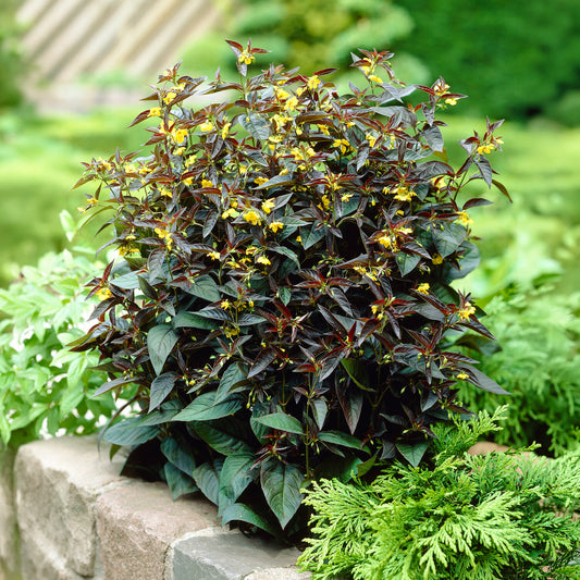 Bewimperter Felberich Firecracker - Bakker