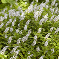 Stauden - Chinesischer Lysimachus - Lysimachia clethroides
