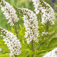 Lysimachia clethroides - Chinesischer Lysimachus - Stauden