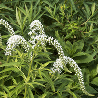 Chinesischer Lysimachus - Lysimachia clethroides - Bakker