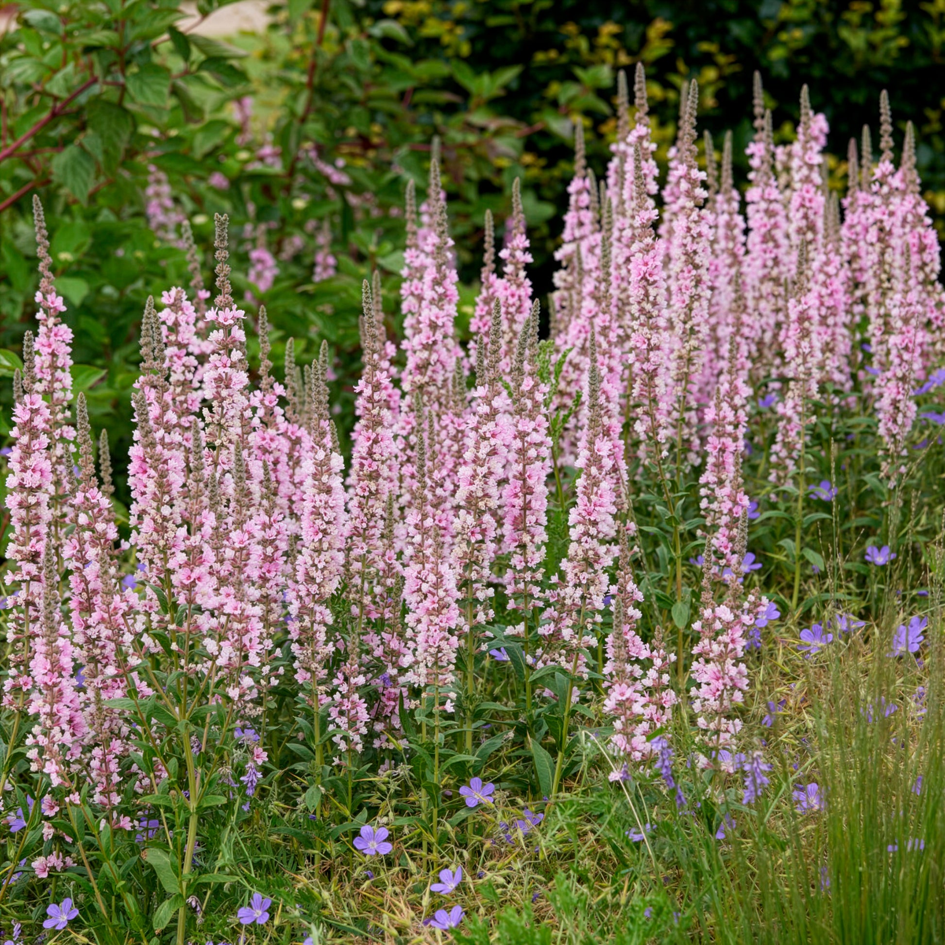 Blut-Weiderich Blush - Bakker