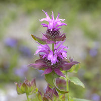 Aquarius-Monarden (x3) - Monarda aquarius - Bakker