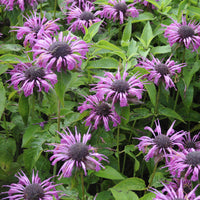Aquarius-Monarden (x3) - Bakker