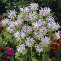 Monarden Fisch (x3) - Monarda Fishes - Bakker