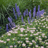 Monarda Fishes - Monarden Fisch (x3) - Stauden