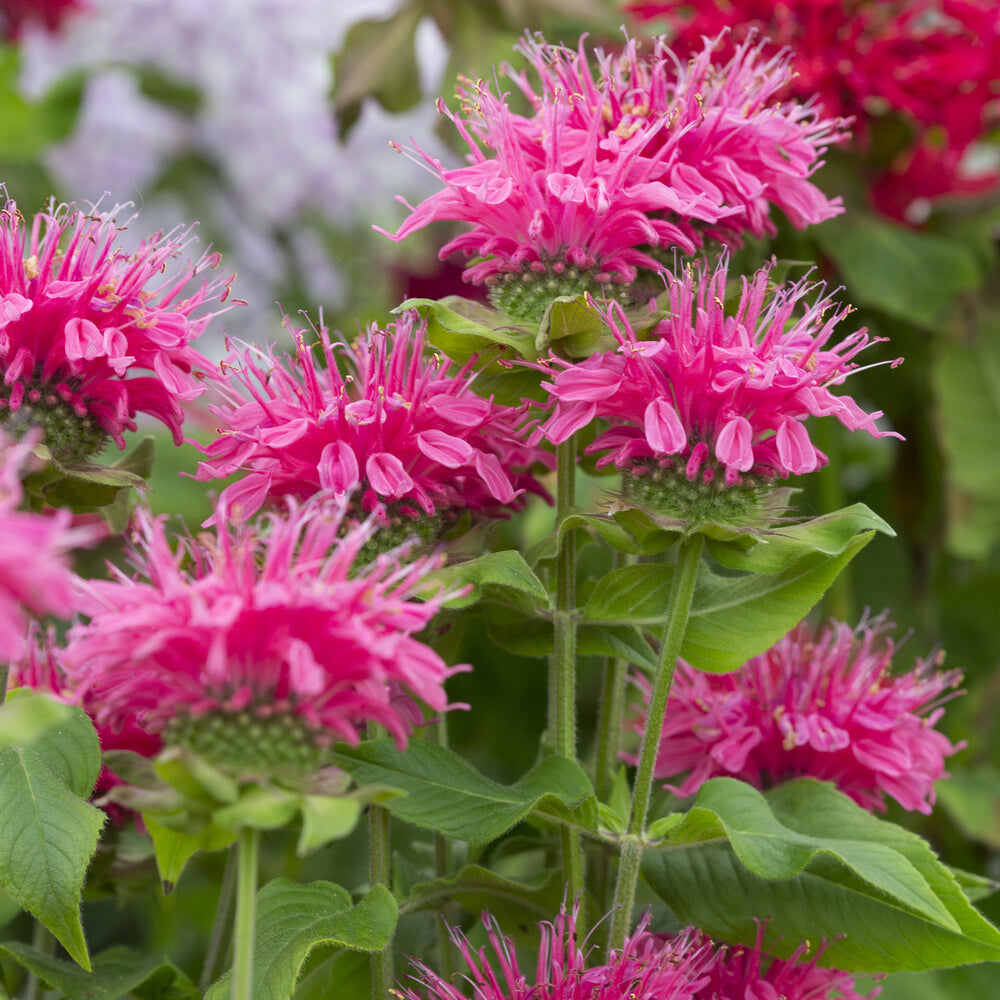 Monarde Pink Lace - Bakker