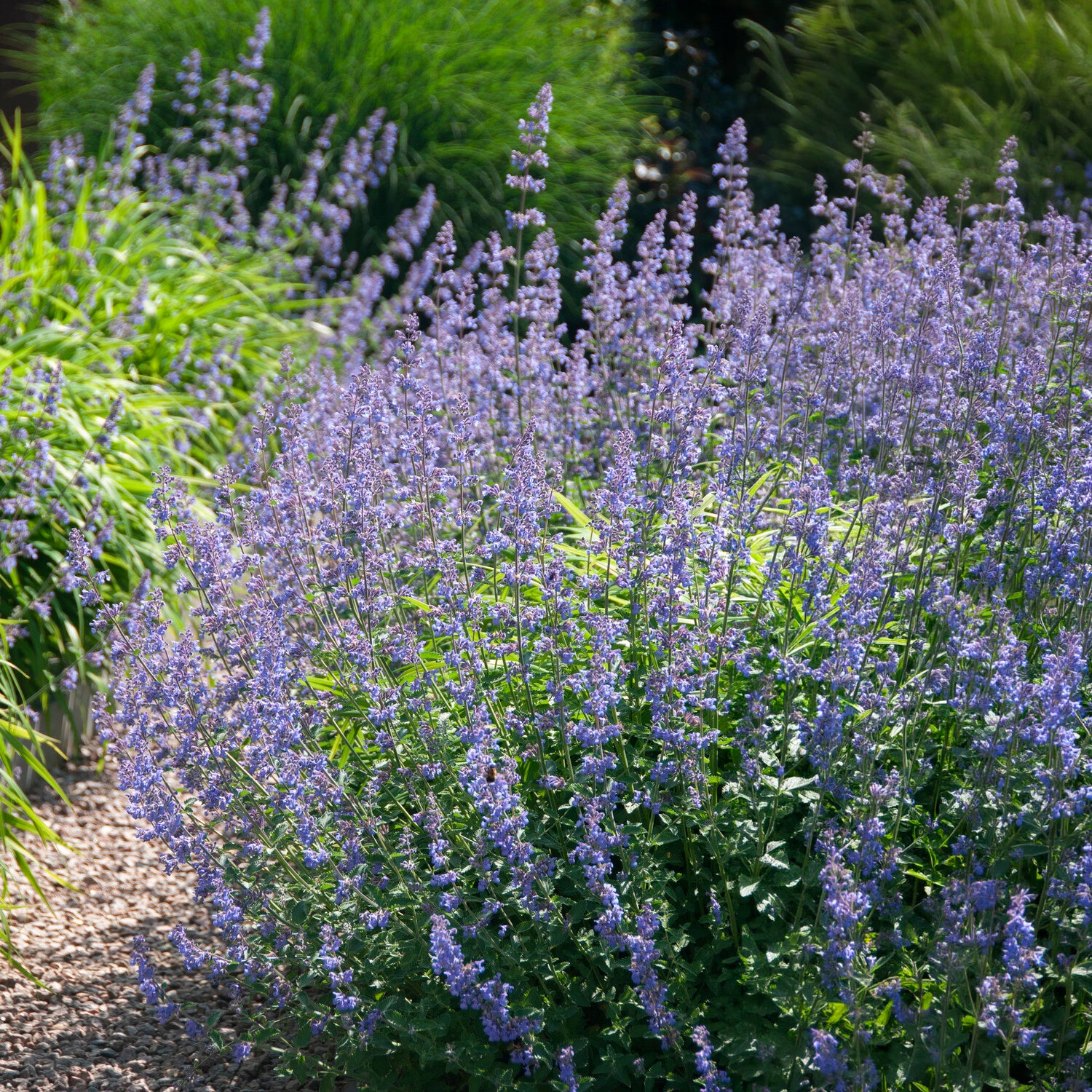Katzenminze Six Hills Giant - Nepeta faassenii six hills giant - Bakker