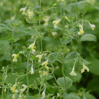 Katzenminze - Nepeta govaniana - Bakker
