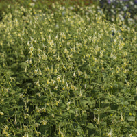 Nepeta govaniana - Katzenminze - Blühende Stauden