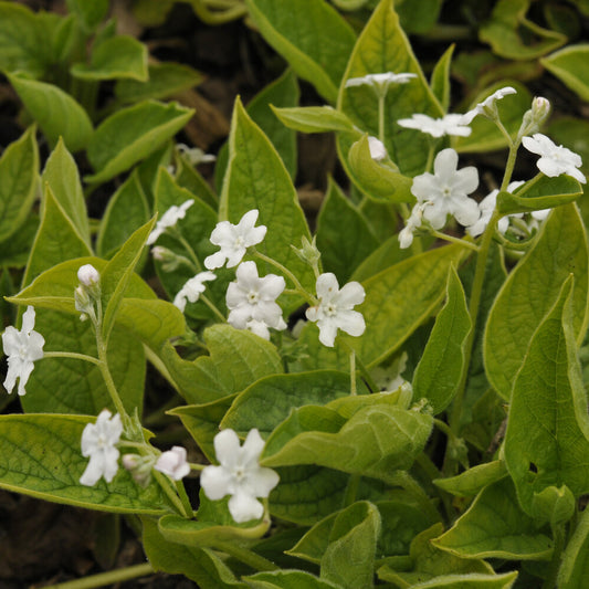 Frühlings-Gedenkemein Alba