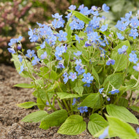 Omphalodes verna - Kleiner Borretsch - Stauden