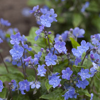 Kleiner Borretsch - Omphalodes verna - Bakker