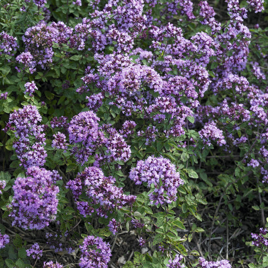 Blüten-Dost 'Rosenkuppel' - Bakker