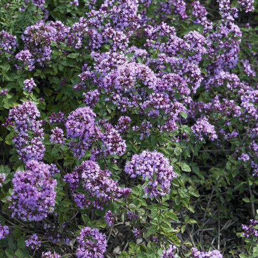 Oregano Rosenkuppel (x3)