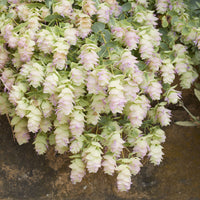 Hopfendost Kent Beauty - Origanum rotundifolium Kent Beauty - Bakker