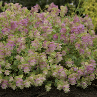 Origanum rotundifolium Kent Beauty - Hopfendost Kent Beauty - Stauden