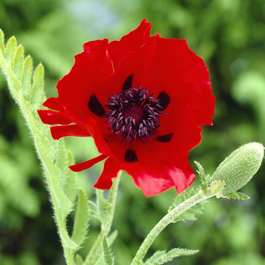 Orientalischer Mohn Beauty Of Livermere (x3)