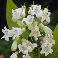 Galane Weiß Bedder - Penstemon White Bedder - Bakker