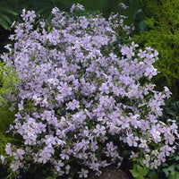 Phlox divaricata Clouds of Perfume - Phlox divaricata Clouds of Perfume - Bakker