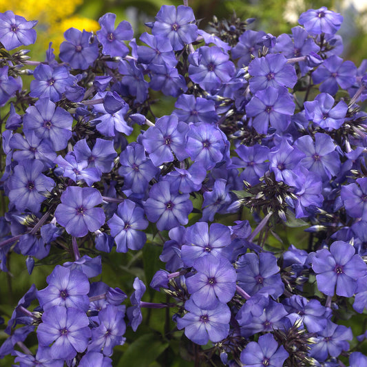 Paniculierter Phlox Blue Paradise - Bakker