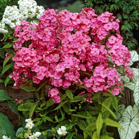 Hohe Flammenblume 'Rijnstroom' - Phlox paniculata Rijnstroom - Bakker