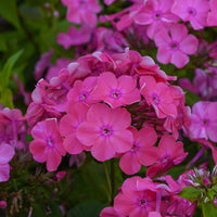 Hohe Flammenblume 'Rijnstroom' - Bakker