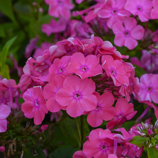 Phlox paniculatus Rijnstroom (x3)