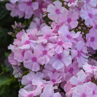 Phlox paniculata Rosa Pastell - Phlox paniculatus Rosa Pastell - Phlox