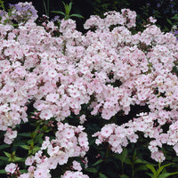 Phlox - Phlox paniculatus Rosa Pastell - Phlox paniculata Rosa Pastell